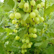 Northeast red currant fruit saplings, potted lantern fruit seedlings, north and south planting, large fruit platform planting, fruit seedlings, gooseberry, 3-year seedlings (cup seedlings with soil are good for survival) 10 trees