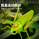 
Creation techniques remote control grasshopper electric toys little boys and girls Internet celebrity simulation can move insects, reptiles, small animals, children's pranks [Classic version - remote control centipede] Yellow and black model 9901+ screwdriver, equal size