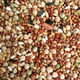 New pigeon food nutrition contains corn 10kg bird food homing pigeon white adult young pigeon ornamental pigeon corn-free pigeon food 5Jin Jin is equal to 0.5 kg