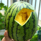 Shouhe watermelon seeds seedlings potted early maturing yellow heart gift melon fruit seeds Weifeng Xiaofeng watermelon seeds 15 pieces