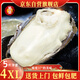 Shuhuang Rushan Oysters Fresh Large Seafood 5Jin Jin is equal to 0.5kg, net weight 4XL (9-13 pieces), only shipped directly from the source, free shipping