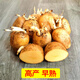 Wangyuanxing potato seeds with buds, high yield, yellow skin, yellow heart potato seeds, Shandong potato seeds, potato seeds, Dutch potato seeds 2500g