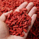 Lycium barbarum ningxias erstes spezielles Produkt Zhongning Wolfberry Farm Authentic Red Wolfberry Free Wash 500g ausgewählte gute Produkte 250 g kostenlos 250g