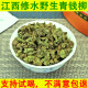 江西修水野生青钱柳叶茶清钱柳金钱柳嫩叶颗粒养生茶叶中草药材 500年古树青钱柳颗粒500克 修水野生青钱柳嫩叶