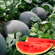 Dayu Lazy Man Watermelon Seed Seedlings Extra Large Suitable for Early Maturing Lazy People in the South 8424 Kirin Melon Meidu Seedless Fruits and Vegetables Black Watermelon Seeds 10 capsules 2 bags