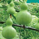 Treasure gourd seeds edible vegetable gourd vegetable seeds spring planting large gourd seeds flower seeds easy to grow in spring treasure gourd seeds - new species of the season original pack of about 11 seeds -