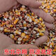 New pigeon food nutrition contains corn 10kg bird food homing pigeon white adult young pigeon ornamental pigeon corn-free pigeon food 5Jin Jin is equal to 0.5 kg
