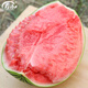 Shouhe watermelon seeds melon seeds early maturing extra large unicorn super sweet thin skin rock sugar 8424 watermelon seeds 120 capsules