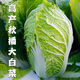 Autumn sowing Chinese cabbage seeds 90 days cabbage balling cabbage early and late maturing farmhouse high-yielding disease-resistant vegetable seeds newly improved Shandong No. 4 autumn cabbage 500 capsules