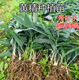 Polygonatum Planting Seedlings, Polygonatum Seeds, Fresh Chicken Head Polygonatum Seedlings, Tiger Ginger Seedlings, Nourishing Medicinal Materials, Golden Seedlings, Polygonatum Seeds with Leaf Stems, 10 Planting Seedlings a Year