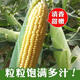 Super sweet fruit corn seeds, big sticks, early maturing, sweet and glutinous, can be eaten raw in the field all year round. Can be eaten raw. Super sweet fruit corn seeds, artificially selected new species, 101 seeds (2 packs+)