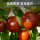 杞里香 枸杞红枣片组合450g（共3罐）宁夏头茬枸杞新疆大红枣泡水养生茶