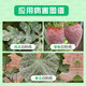 HEYi ethylpyrrolidone 25% plant tomato cucumber melon powdery mildew strawberry rose flower pesticide fungicide 20g