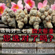 Jingqingyuan, Yunnan Wenshan Chun Sanqi Sélection, tête sanqi, extra classique authentique Tianqi, printemps 20 têtes, 30 têtes, 10 têtes [12 têtes, 500g] Sanqi Wang, pas de coupes, cheveux lisses, cheveux entiers (veuillez laisser un message si vous avez besoin de faire de la poudre et de trancher)