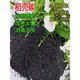 Jingyouyu Farm Rice Husk Charcoal Fertilizer Organic Flower Base Fertilizer Plant Ash Wholesale Nutrient Soil Natural Soil Improvement Rice Husk Charcoal 100 liters large bag now burned and sold