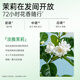 雨洁（RACLEN）洗发水去屑控油头皮护理洗发露茉莉香型400g女男去油蓬松洗发膏