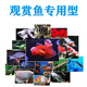 Tongwei Tongwei 9900 Kaikoule 48 Fry Fry Fry Special Special-Grain Orchid Guppies alimentation 1,0 granules 48 Matériau flottant de 500 g riches en protéines