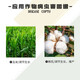 25% methylphenidium, cotton, corn, overgrowth control drug, chlormequat, pesticide, plant growth regulator 500g*20 bottles
