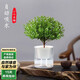 Taixisi small-leaf red nan green plant potted hydroponic plants are easy to grow living room green plant ornaments + Guangtide water-absorbing basin, straight from the source