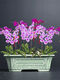 Chenjing cerámica china rectangular paisaje rectangular macizo Phalaenopsis planta verde de pila vieja maceta de marco de oro grande ramas flotantes de mármol yn 1424 frijoles verde +c25 pc cerámica [con agujeros]