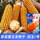 Семена кукурузы средней высоты Юньнань Тяньюй № 8, оригинальные аутентичные семена кукурузы с большой палкой и глубокими зубцами Тяньюй № 8, семена кукурузы 4 Цзинь Цзинь, равные 0,5 кг, 9 мешков, 2 кг/мешок