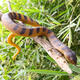 Simulación de juguete de broma infantil Modelo de animales TPR GLO Soft Mamba Snake Snake Snake Snake Viper Viper Flower Snake BY5012 Fragant Snake (material sólido TPR)