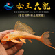 
Queen Sail Scavenger Garbage Fish Cleaning Fish Tank Algae Removal Tool Fish Tropical Freshwater Ornamental Fish Scavenger Fish 1517cm Red-eyed Queen Sail 1