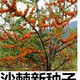 【1278人收藏】沙棘营养丰富沙棘树水果树种籽耐寒耐旱果树多年生 沙棘种子1包100粒