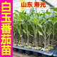 Yimizhu Shouguang White Jade Tomato Seedlings Millennium Cherry Tomato Cherry Persimmon Seeds White Fei White Pearl Black Rose with Soil Ball White Jade Tomato Seedlings 10 + Free 2 + 1 Pack of Fertilizer