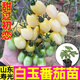Yimizhu Shouguang White Jade Tomato Seedlings Millennium Cherry Tomato Cherry Persimmon Seeds White Fei White Pearl Black Rose with Soil Ball White Jade Tomato Seedlings 10 + Free 2 + 1 Pack of Fertilizer