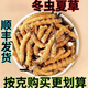 西那藏曲大断草虫草冬虫夏草断草高海拔虫草干货断草自用实惠装 西藏那曲精品大断草5克