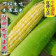 Super sweet fruit corn seeds, big sticks, early maturing, sweet and glutinous, can be eaten raw in the field all year round. Can be eaten raw. Super sweet fruit corn seeds, artificially selected new species, 101 seeds (2 packs+)