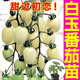 Yimizhu Shouguang White Jade Tomato Seedlings Millennium Cherry Tomato Cherry Persimmon Seeds White Fei White Pearl Black Rose with Soil Ball White Jade Tomato Seedlings 10 + Free 2 + 1 Pack of Fertilizer