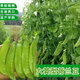 甜脆荷兰豆种子菜豌豆双花双夹耐寒农家自种秋冬季豆角菜种子 荷 荷兰豆种子[今年新种 #9898颗颗新种子--300粒
