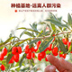 花季浓宁夏枸杞250g枸杞子中宁枸杞宁夏苟枸免洗红枸杞有机枸杞头茬泡水 日常款【宁夏枸杞】100克