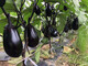 Shanqie Purse No. 2 hybrid eggplant seeds, extremely early maturing, purple-black, round, large, green-fleshed, disease-resistant, high-yielding, field use, original 200 capsules