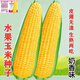 Super sweet fruit corn seeds, big sticks, early maturing, sweet and glutinous, can be eaten raw in the field all year round. Can be eaten raw. Super sweet fruit corn seeds, artificially selected new species, 101 seeds (2 packs+)