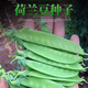 甜脆荷兰豆种子菜豌豆双花双夹耐寒农家自种秋冬季豆角菜种子 荷 荷兰豆种子[今年新种 #9898颗颗新种子--300粒