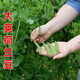 甜脆荷兰豆种子菜豌豆双花双夹耐寒农家自种秋冬季豆角菜种子 荷 荷兰豆种子[今年新种 #9898颗颗新种子--300粒