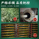 Beijing Tongrentang [auténtico verde y qian liu] jiangxi xiushui verde y qian liu árbol antiguo salvaje verde y qian liu yuan té de té té de té dorado y qian liu 250g hoja original verde y té Qian liu té