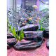 
Fish tank landscaping stream stones complete set of original ecological natural volcanic stone stream stone set meal large main stone schist large stone 1-1.2m tank same type landscaping: 16817 [Contact customer service