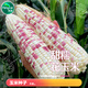 Sowing mood super sweet waxy corn seed black sweet waxy sticky colorful waxy fruit corn seed larvae field high yield big stick easy living hybrid <National Approval> Colorful sweet waxy corn 1 pack about 50 grains No Specifications