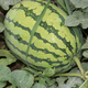 Xiangbin resistant to heavy cropping Xinong No. 8 watermelon seeds extra large lazy unicorn super sweet high yield giant watermelon fruit seeds Xinong No. 8 watermelon seeds 5g original