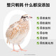 Small frozen quail, freeze-dried cat snacks, pet dogs, weight gain, cheek growth, teeth grinding, calcium supplement, adult cat and kitten cat food, quail 250g + free 10g (freeze-dried* about 200 pieces), refundable if you don't eat, please feel free to buy