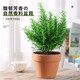 Hua Weng potted edible thyme vanilla plant spices large pot of rosemary (gallon pot) straight from the source