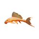 
Queen Sail Scavenger Garbage Fish Cleaning Fish Tank Algae Removal Tool Fish Tropical Freshwater Ornamental Fish Scavenger Fish 1517cm Red-eyed Queen Sail 1