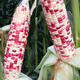 Sowing mood super sweet waxy corn seed black sweet waxy sticky colorful waxy fruit corn seed larvae field high yield big stick easy living hybrid <National Approval> Colorful sweet waxy corn 1 pack about 50 grains No Specifications