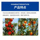 Guoguang Guoguang Beineng 1% sodium p-chlorophenoxyacetate citrus fresh-keeping lychee tomato bayberry growth regulator 200ml