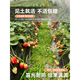 Strawberry seeds Dandong 99 four seasons fruit cream strawberry fruit seeds vegetable seeds complete seed seedlings strawberry 500 + pot + soil + fertilizer