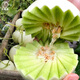 Dayu Jade Mushroom Melon Seeds White Skin Ice Cream Honey Sweet Melon Seeds Super Sweet Early Mature Xin Yugu F1 Melon Seeds 10 capsules